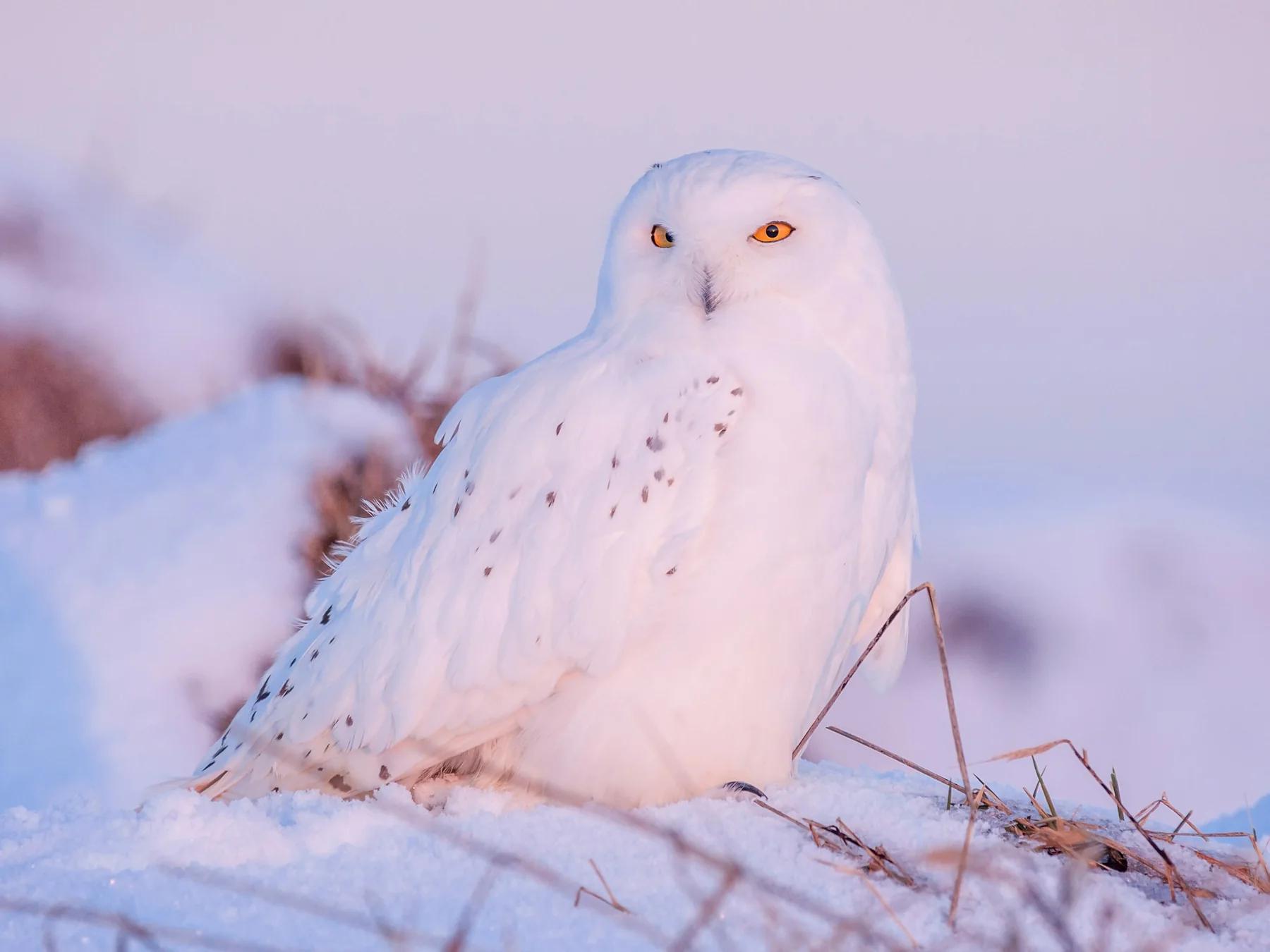 Snowy owl standing in snow with pale winter foliage behind it