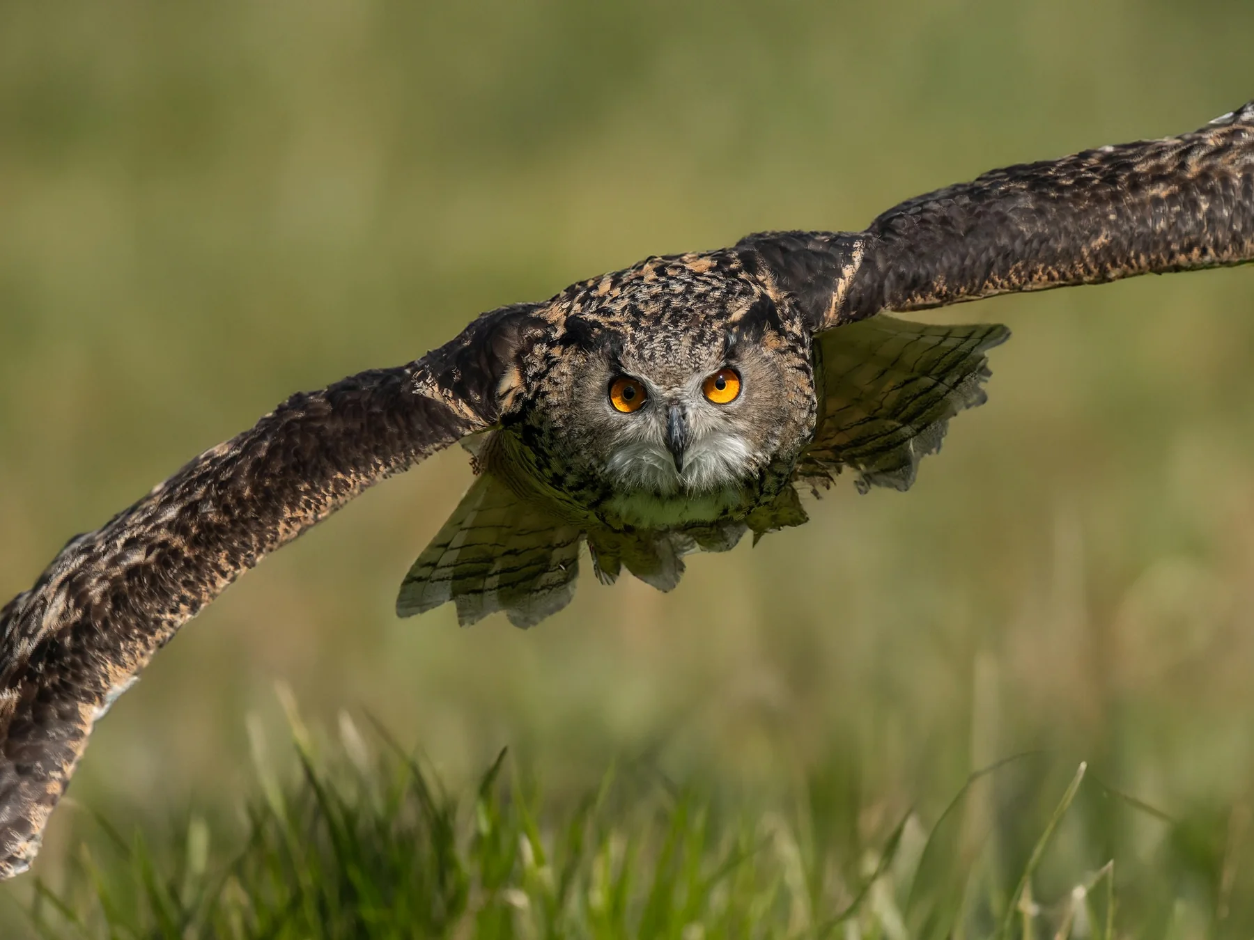Eurasian eagle-owl flying low above a grassy field