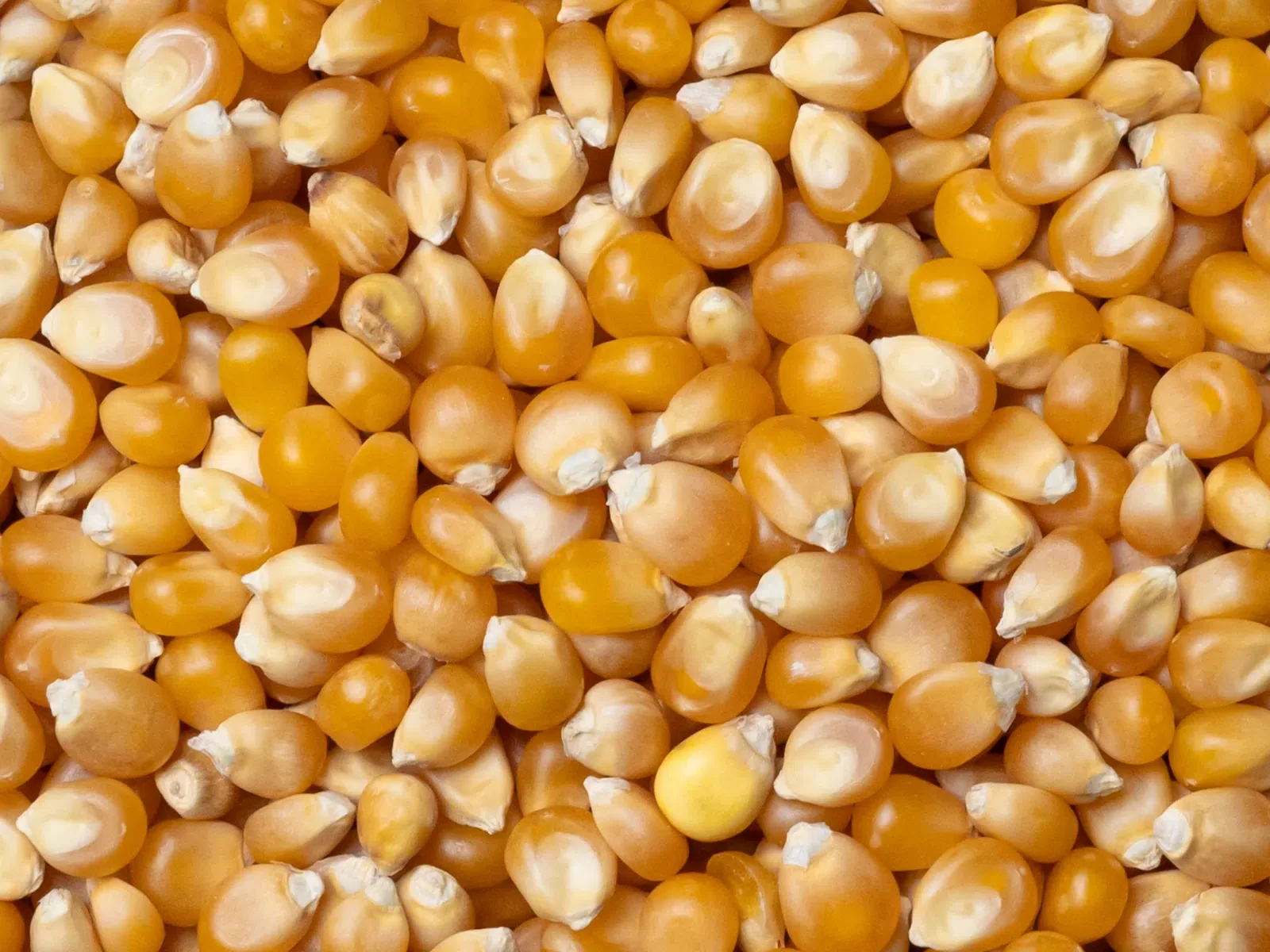 Close-up of unpopped popcorn kernels