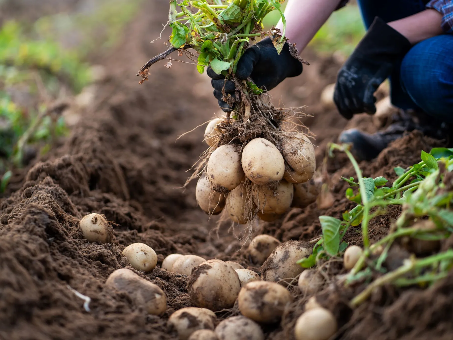 Fresh potatoes being lifted from the soil