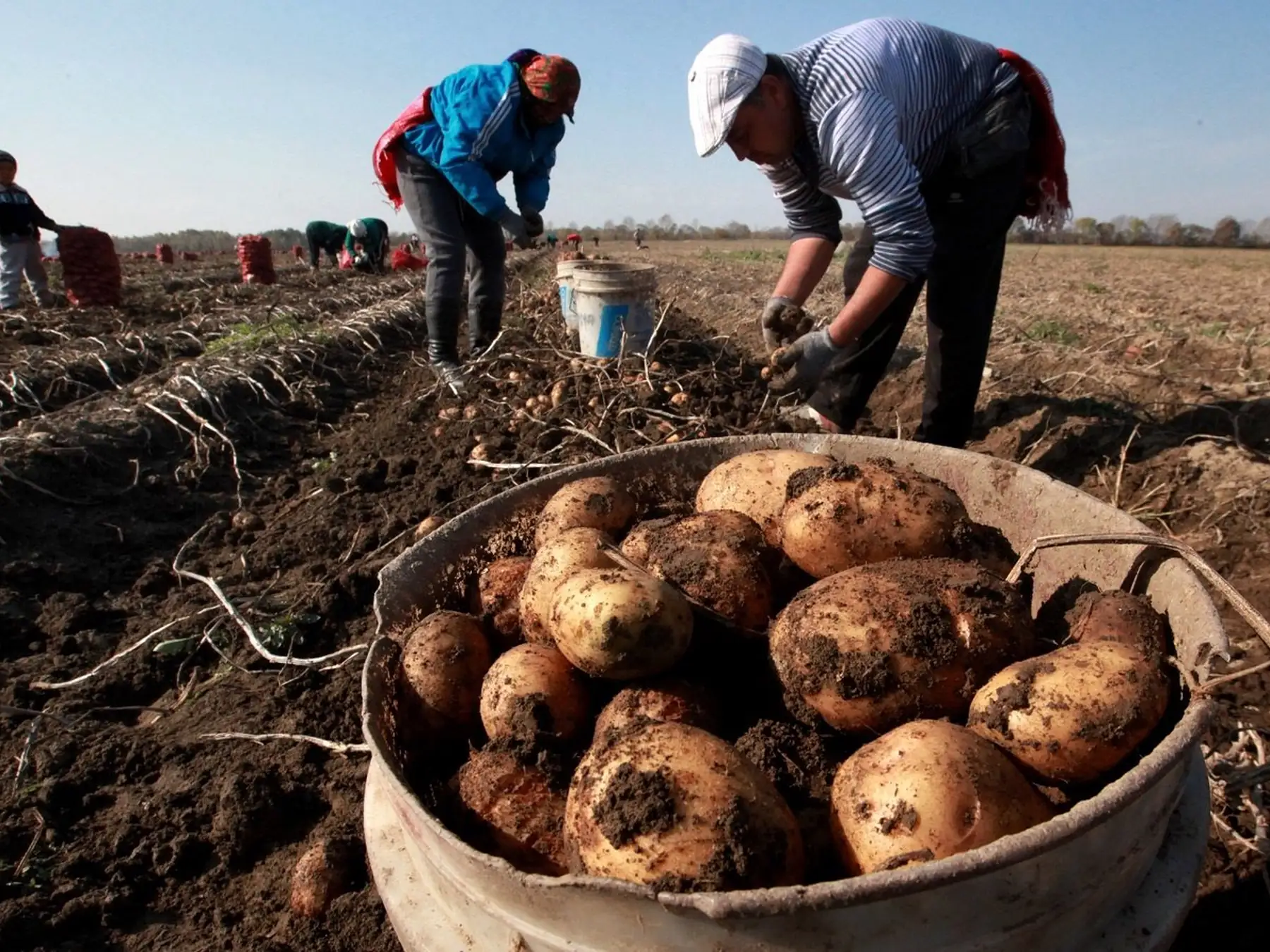Farm workers harvesting potatoes