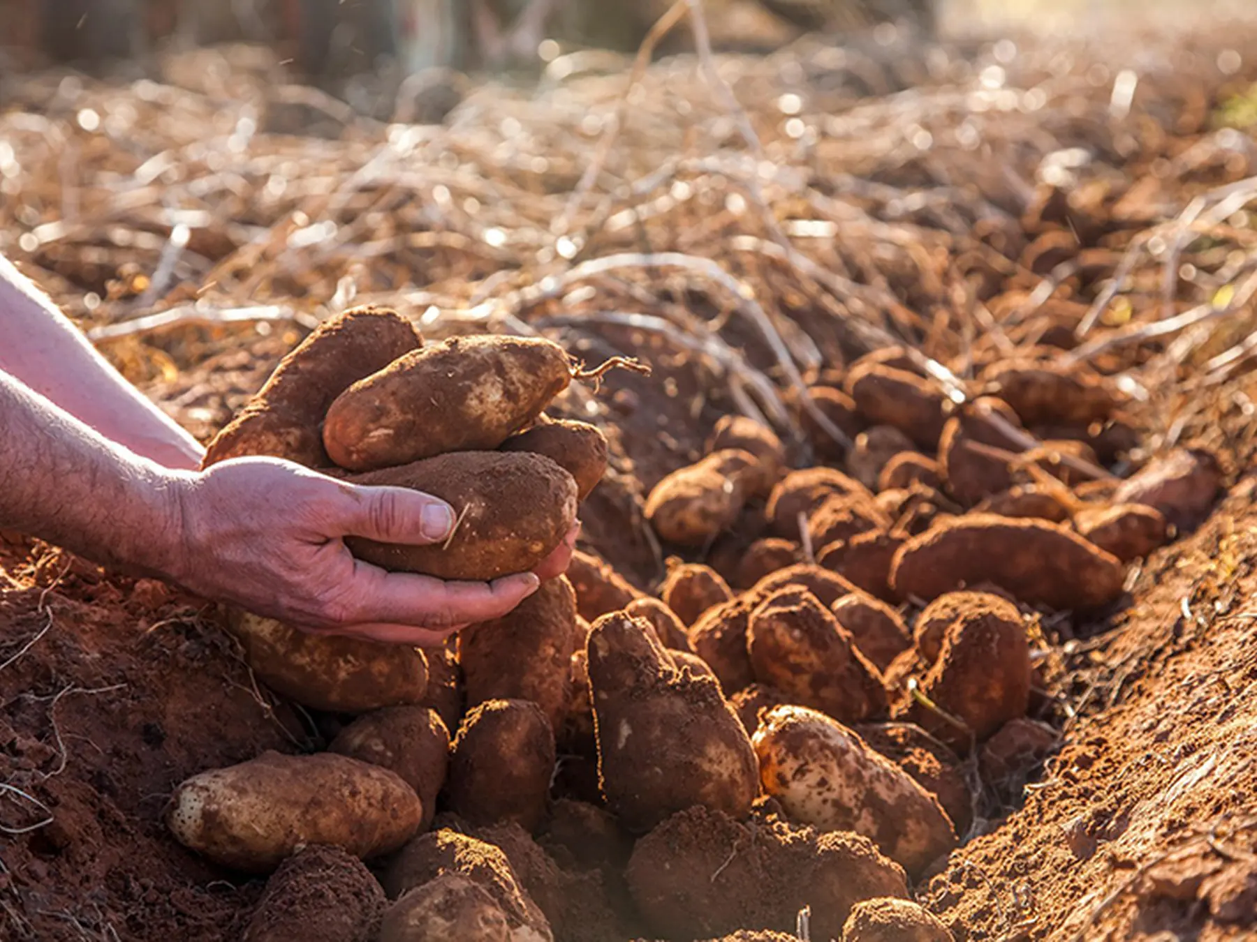 Freshly dug potatoes scattered across dry soil