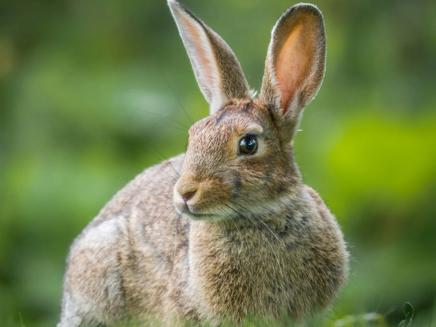Brown rabbit sitting upright against a softly blurred green background
