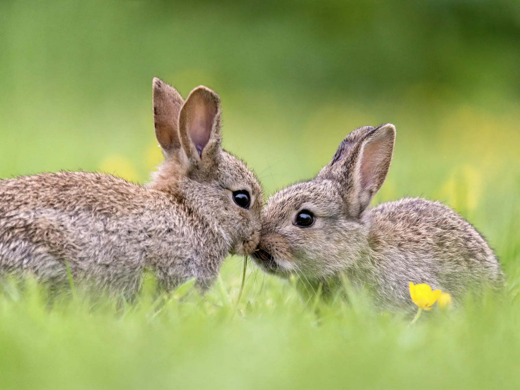 Two young rabbits touching noses in a green meadow