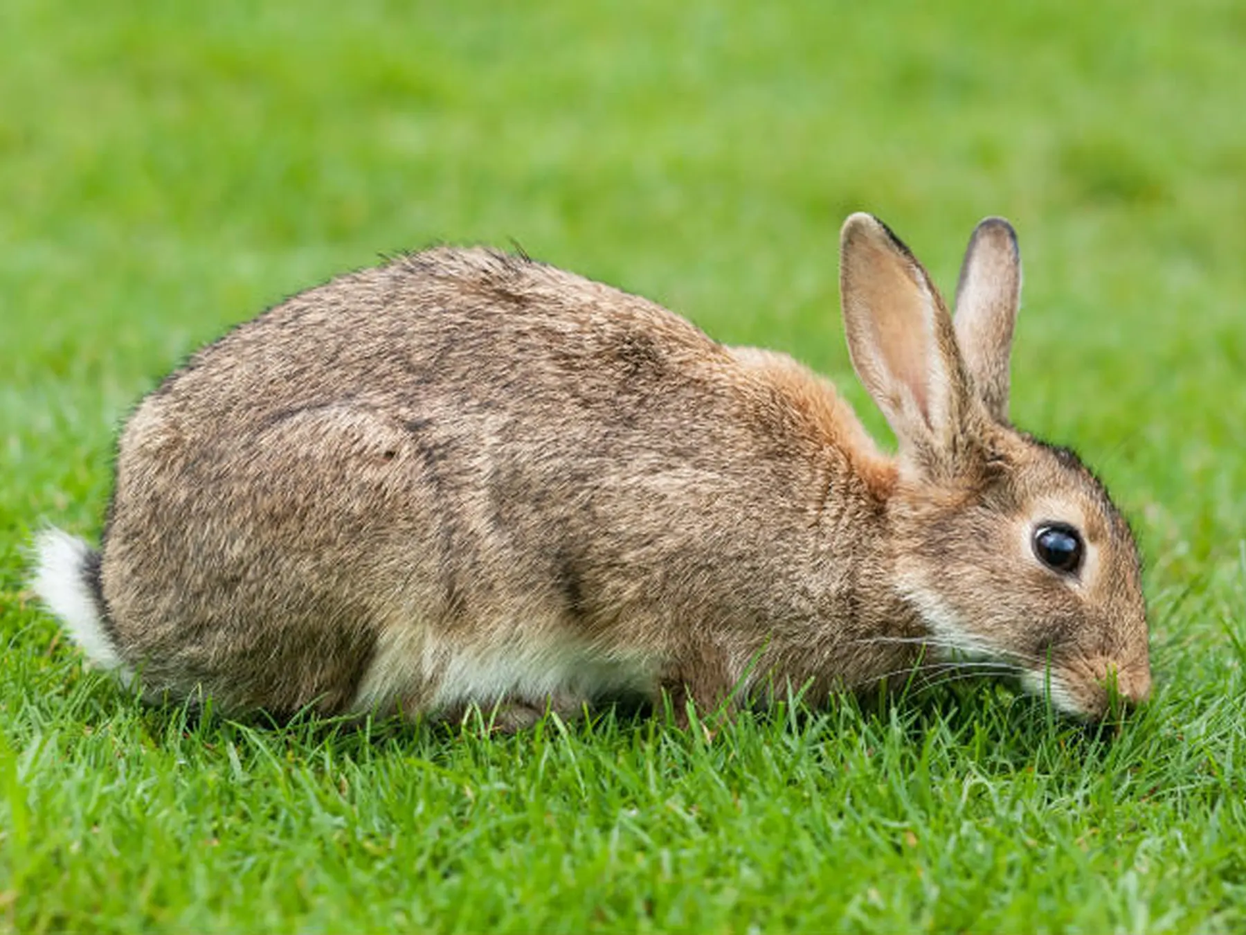 Brown rabbit grazing on fresh green grass