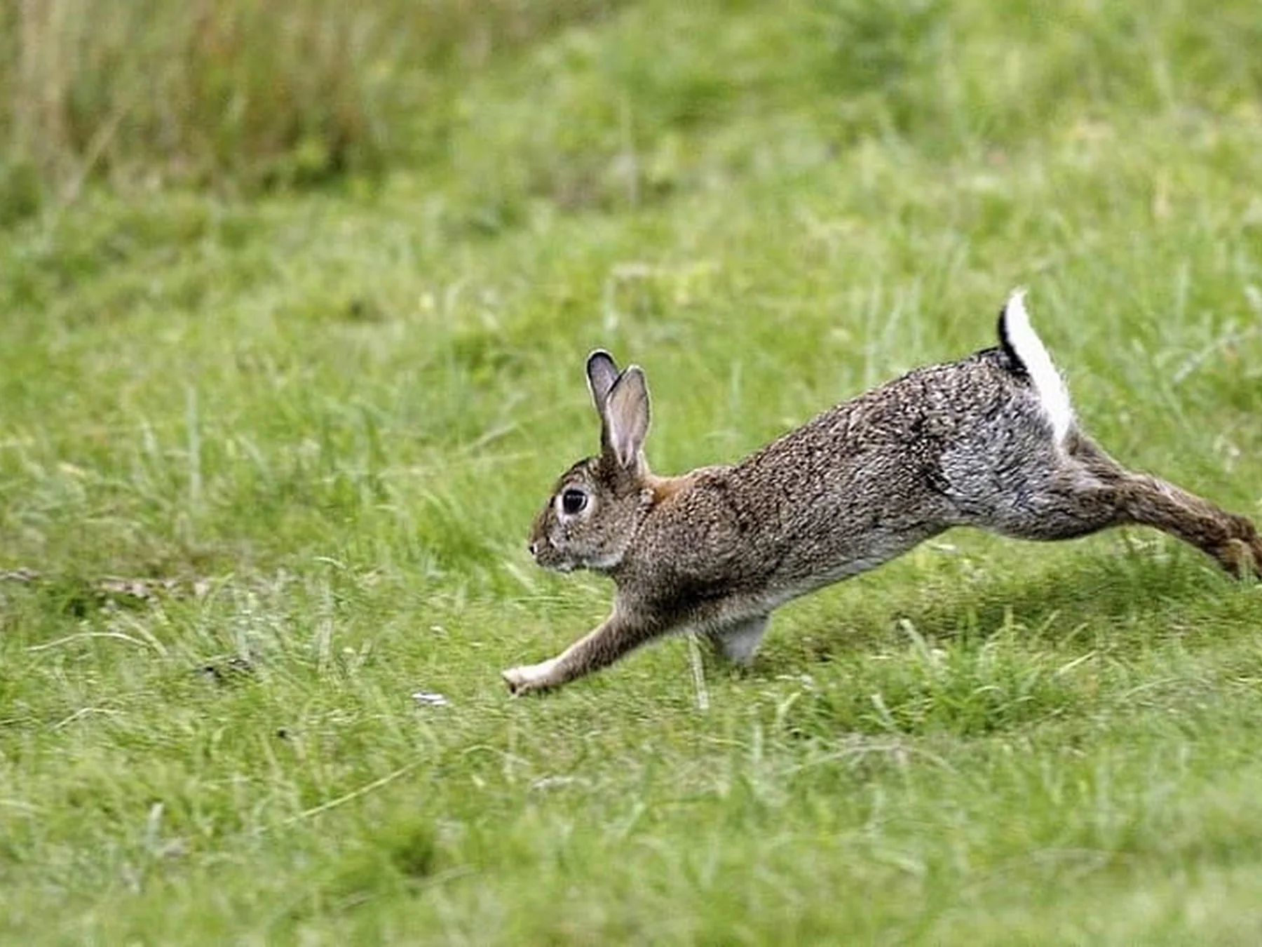 Wild rabbit leaping across a grassy field