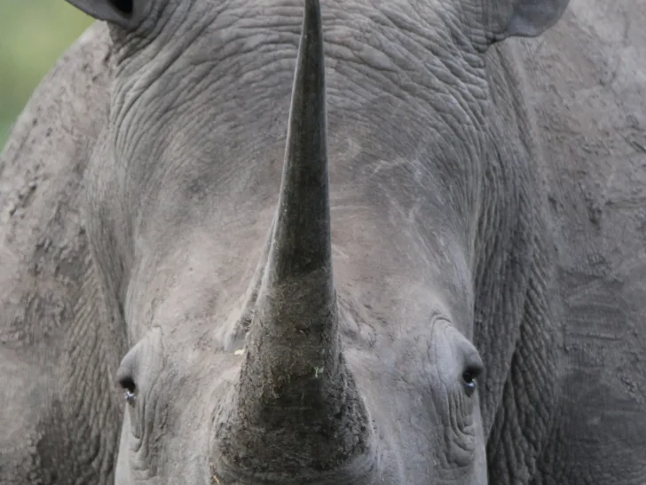 Close-up of a rhinoceros face and horn