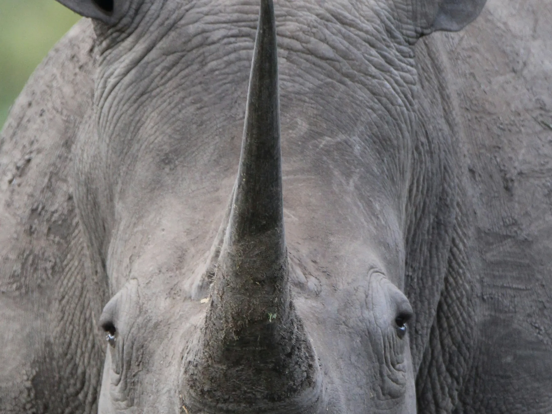 Close-up of a rhinoceros face and horn