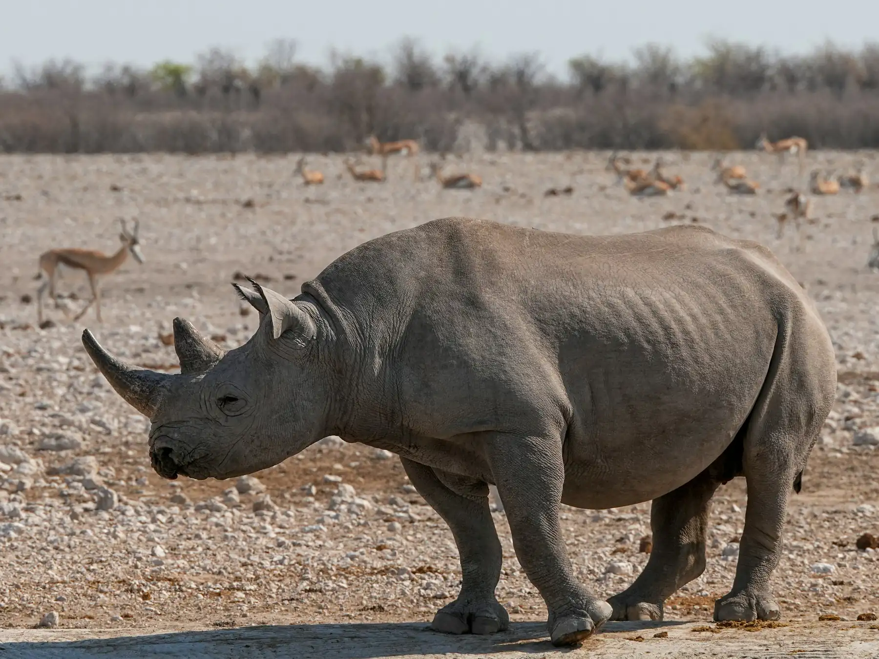 Rhinoceros walking across a dry landscape
