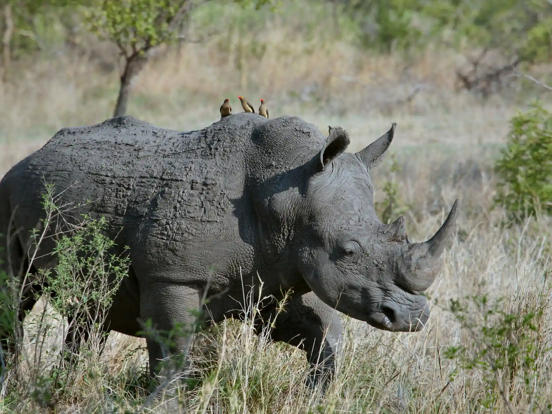 Rhinoceros standing among African brush