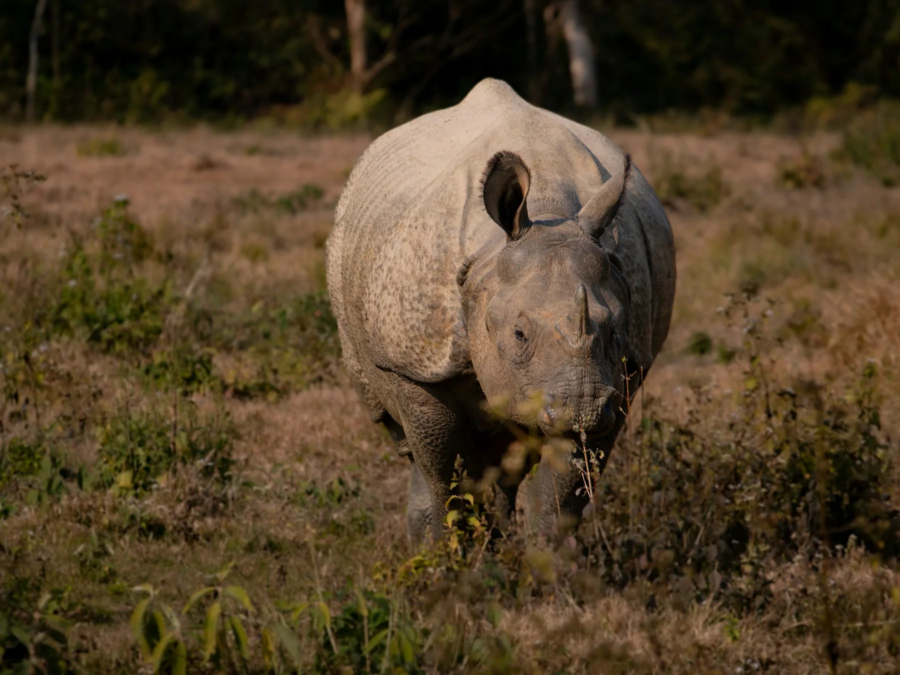 Rhinoceros walking through open grassland
