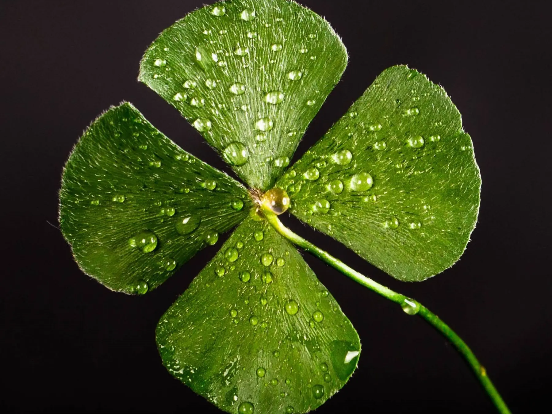 Close-up of a four-leaf clover covered in water droplets