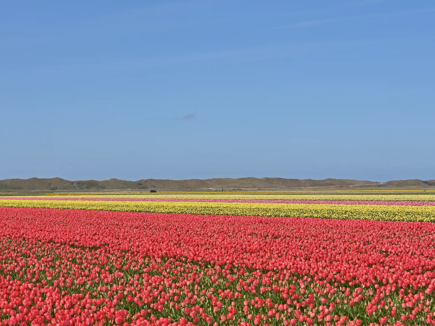 Colorful tulip fields stretching across the Netherlands