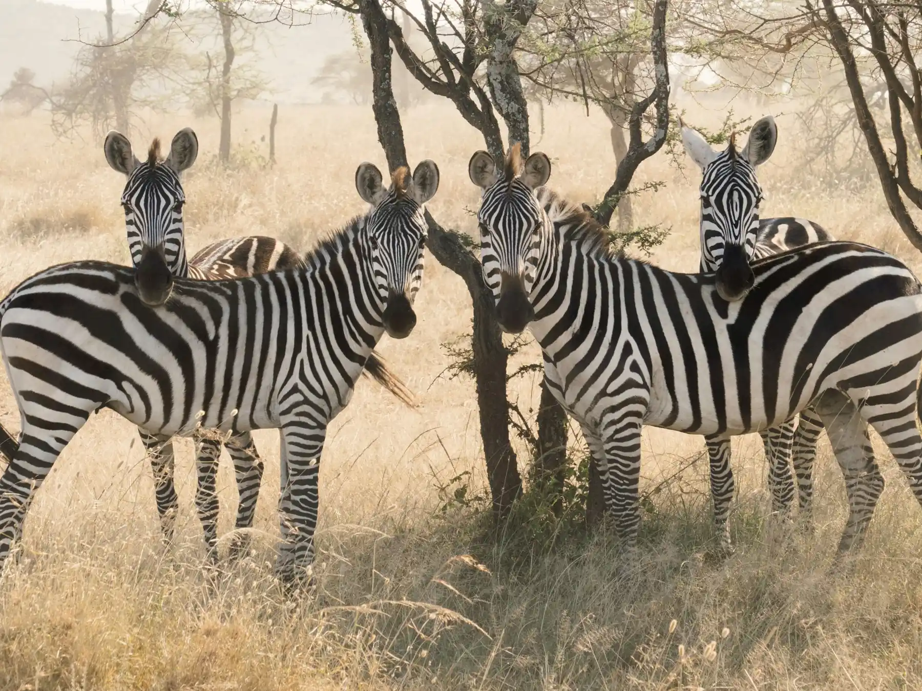 Herd of zebras standing in dry woodland