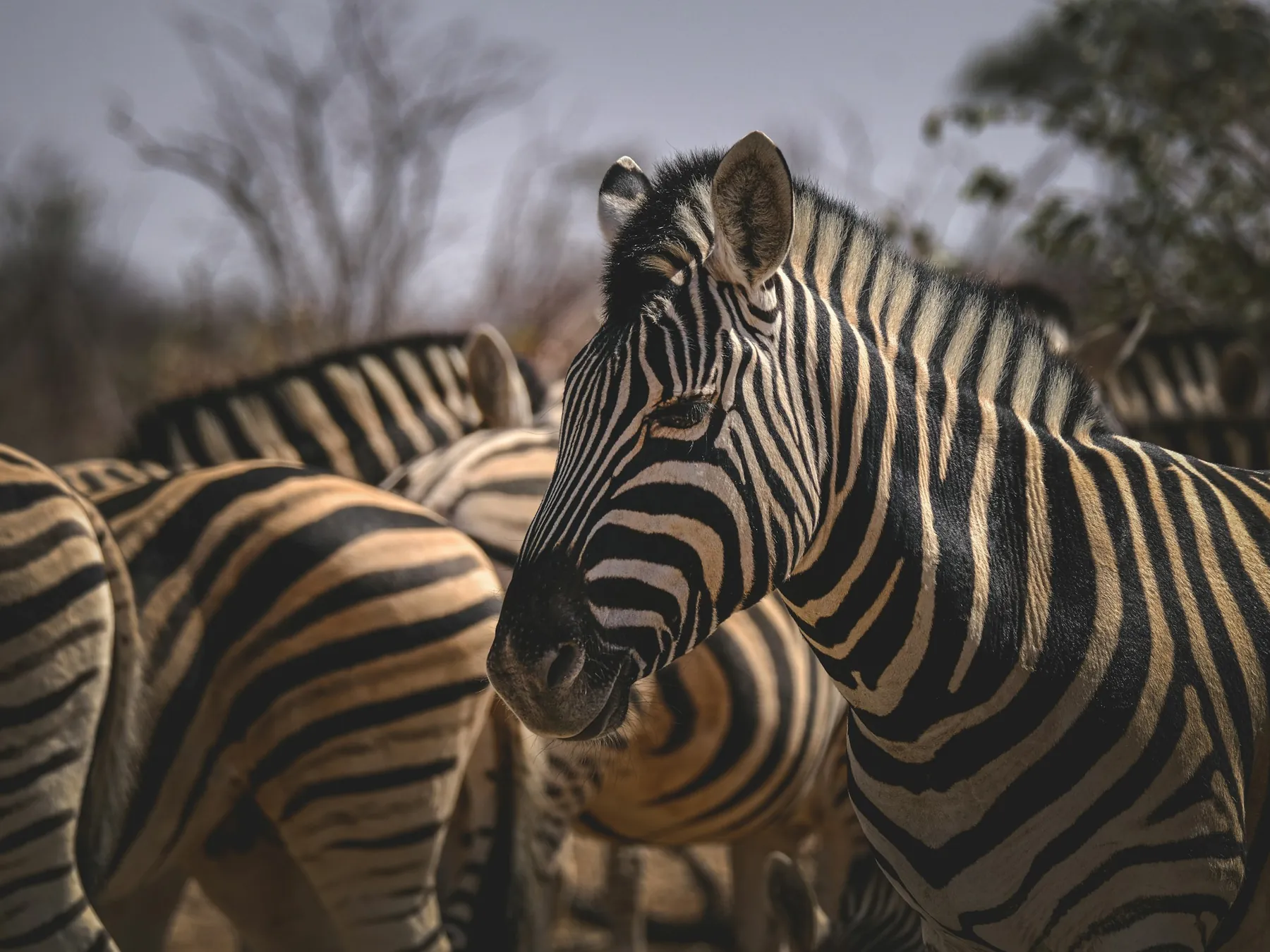 Close-up of zebras gathered in the savanna