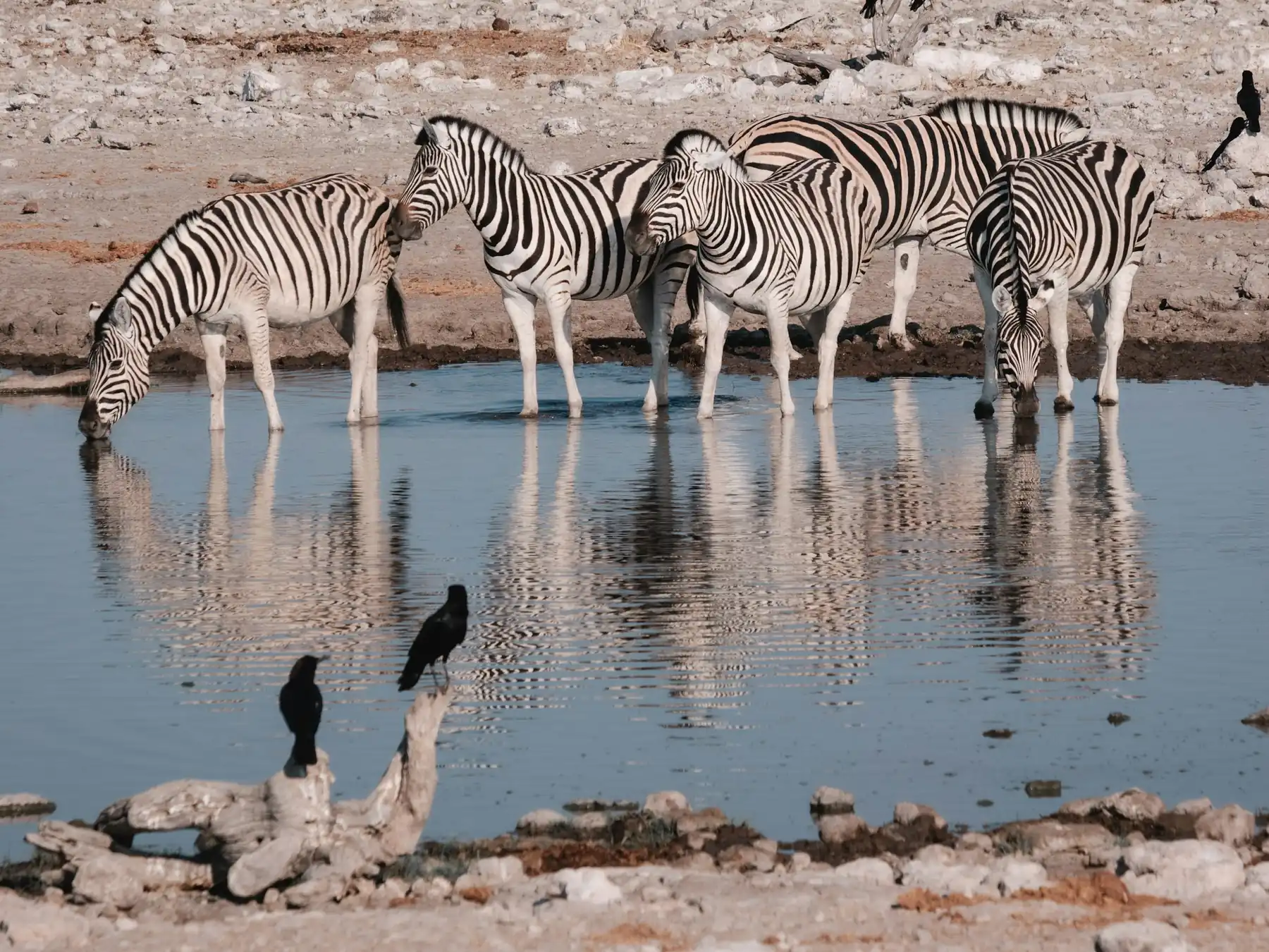 Zebras drinking at an African waterhole