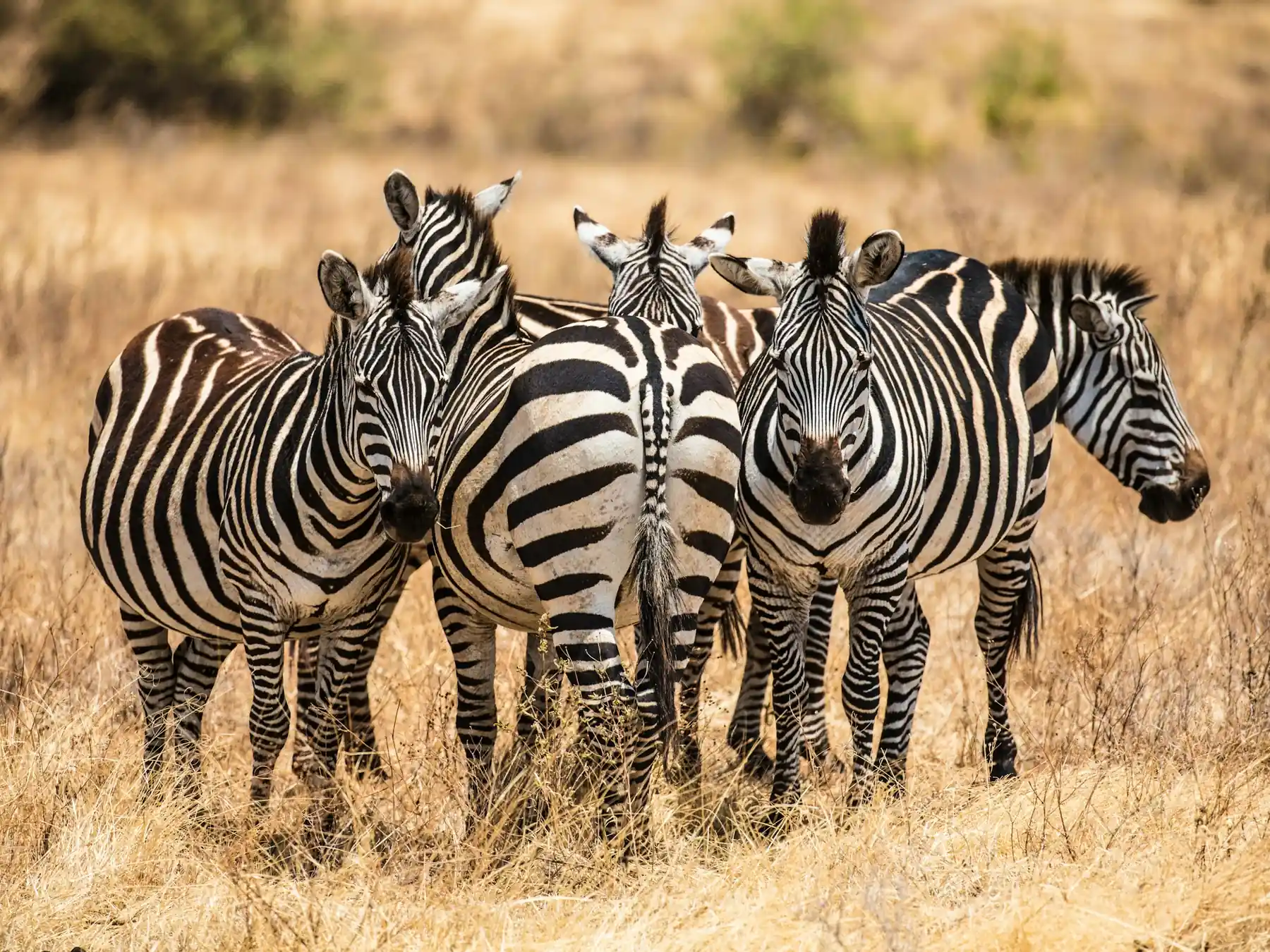 Small herd of zebras standing in grassland
