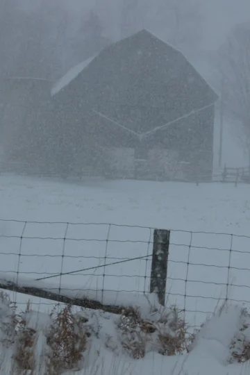 Snow falling over a dense evergreen forest