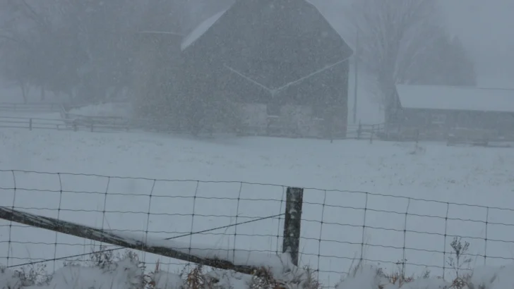 Snow falling over a dense evergreen forest in winter