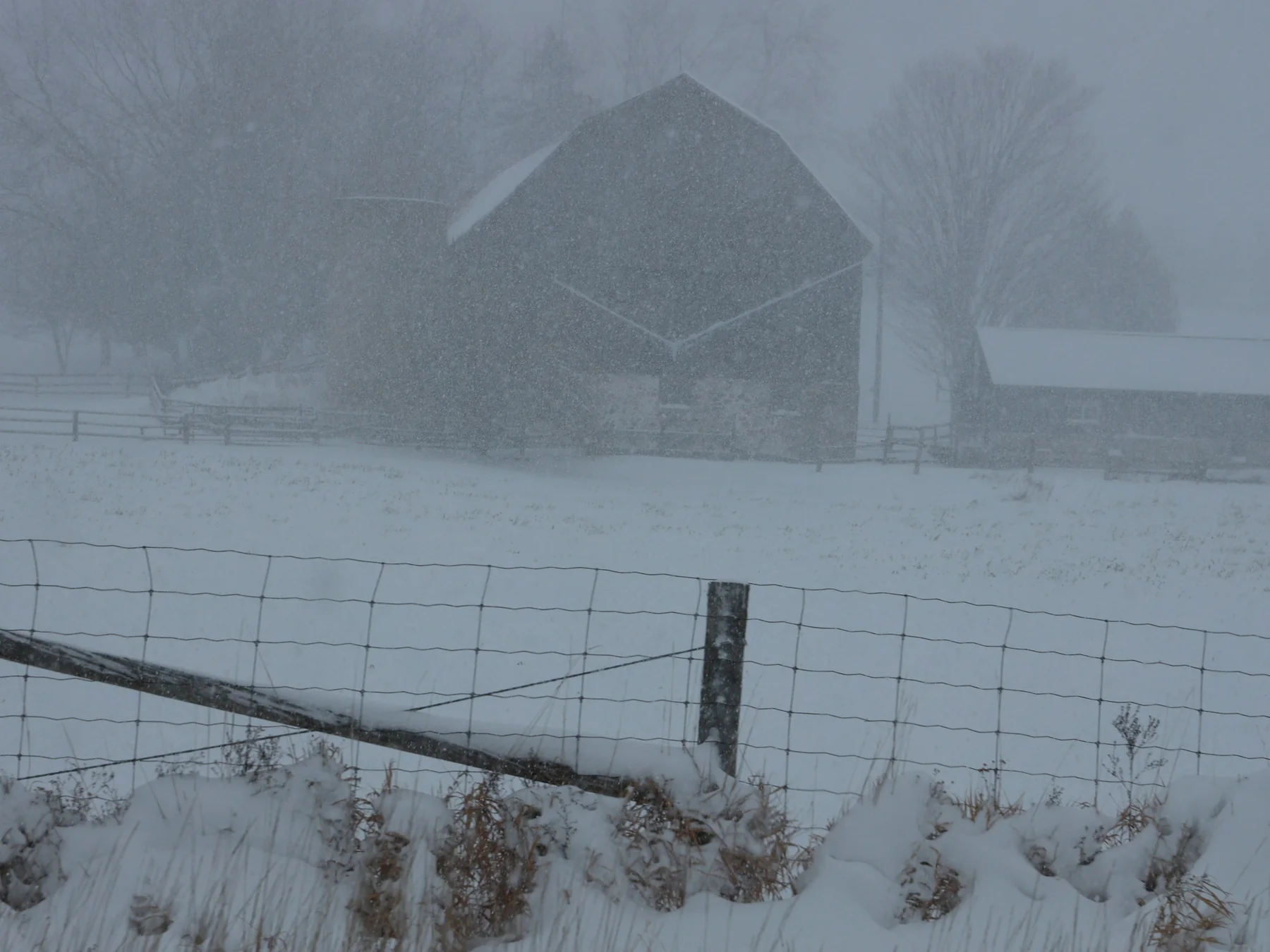 Snow falling over a dense evergreen forest