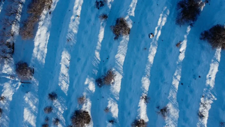 Detailed six-sided snowflakes against a dark winter background