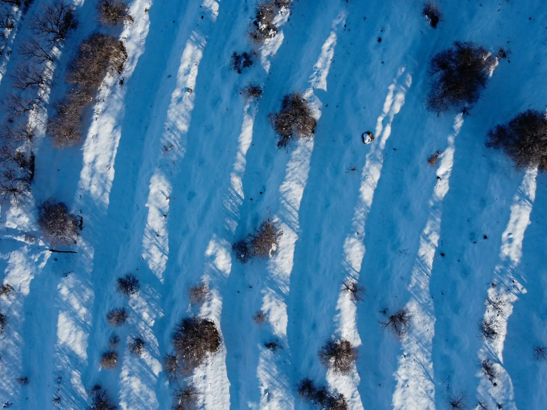 Detailed snowflakes against a dark winter background