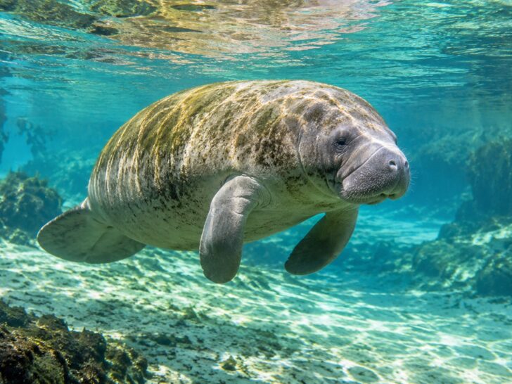 Manatee gliding through clear Florida spring water