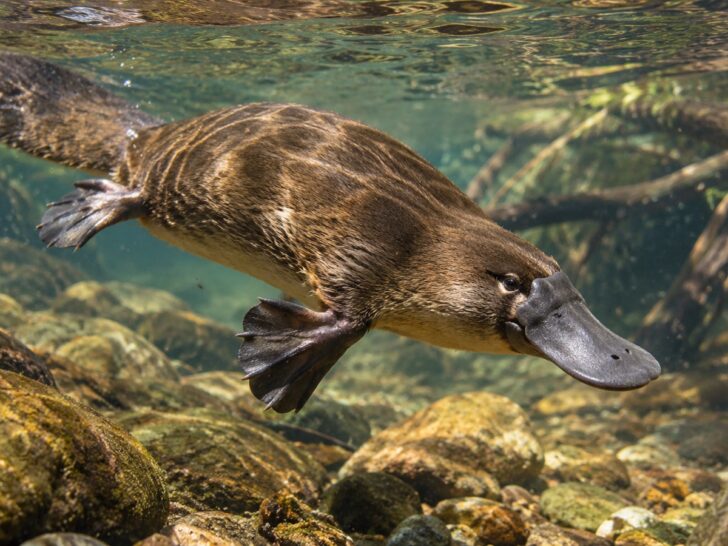 Platypus swimming in clear Australian creek underwater