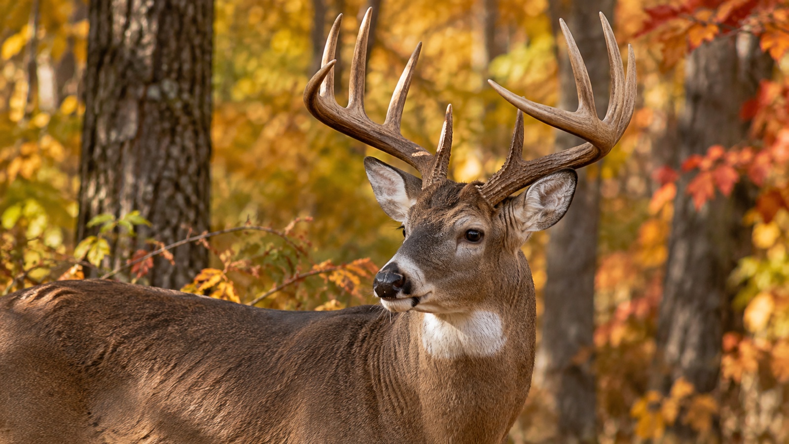 Close view of mature deer antlers against autumn woodland