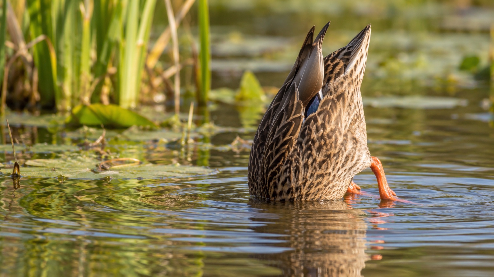 Dabbling duck tipping forward to feed in shallow pond water