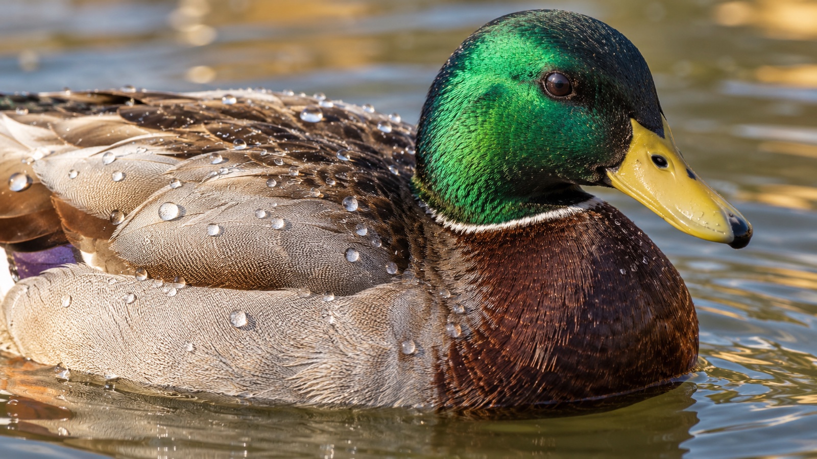 Close realistic view of water beading on duck feathers