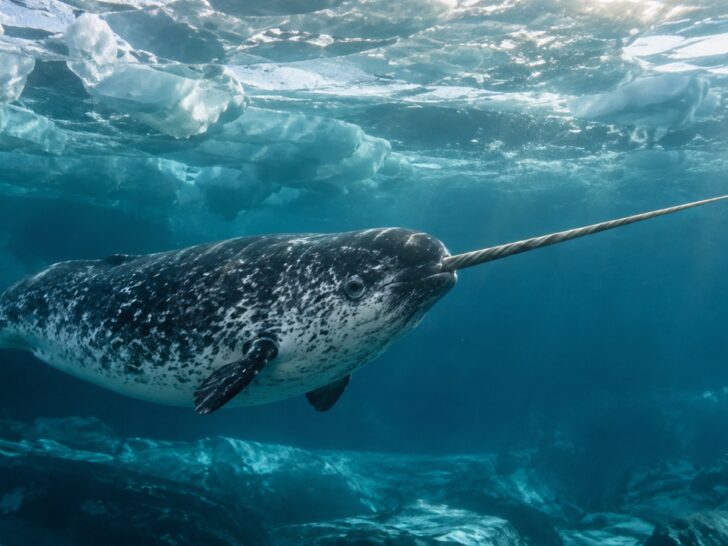 Narwhal swimming beneath Arctic sea ice with single long tusk