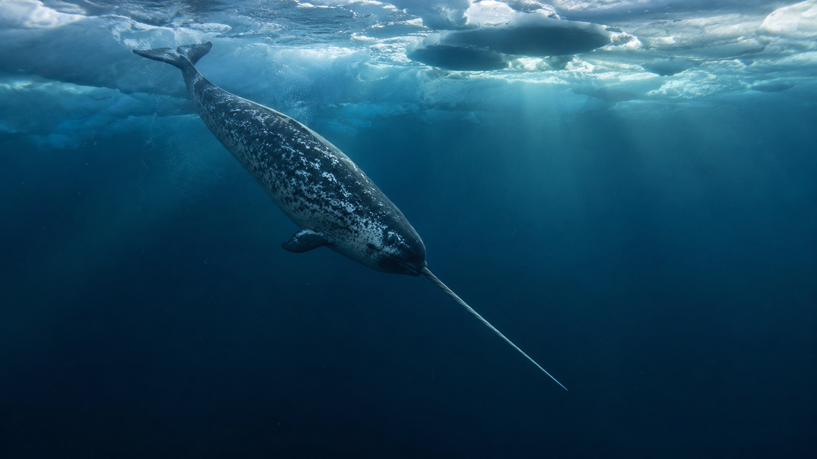 Narwhal silhouette diving in dark blue Arctic water beneath sea ice