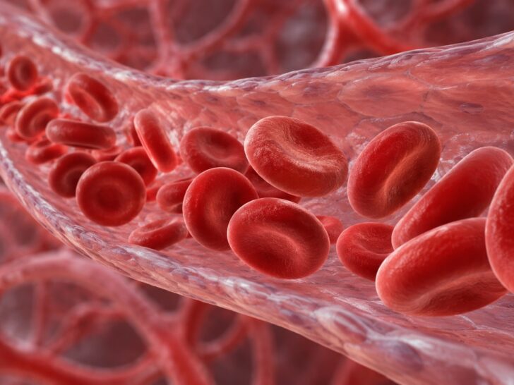 Accurate medical illustration of red blood cells flowing through a capillary