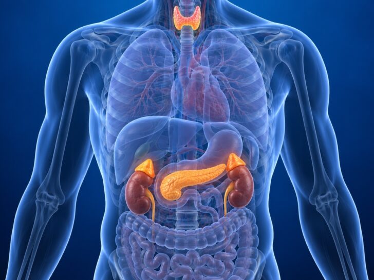 Thyroid, adrenal glands, and pancreas highlighted in a translucent headless anatomical torso