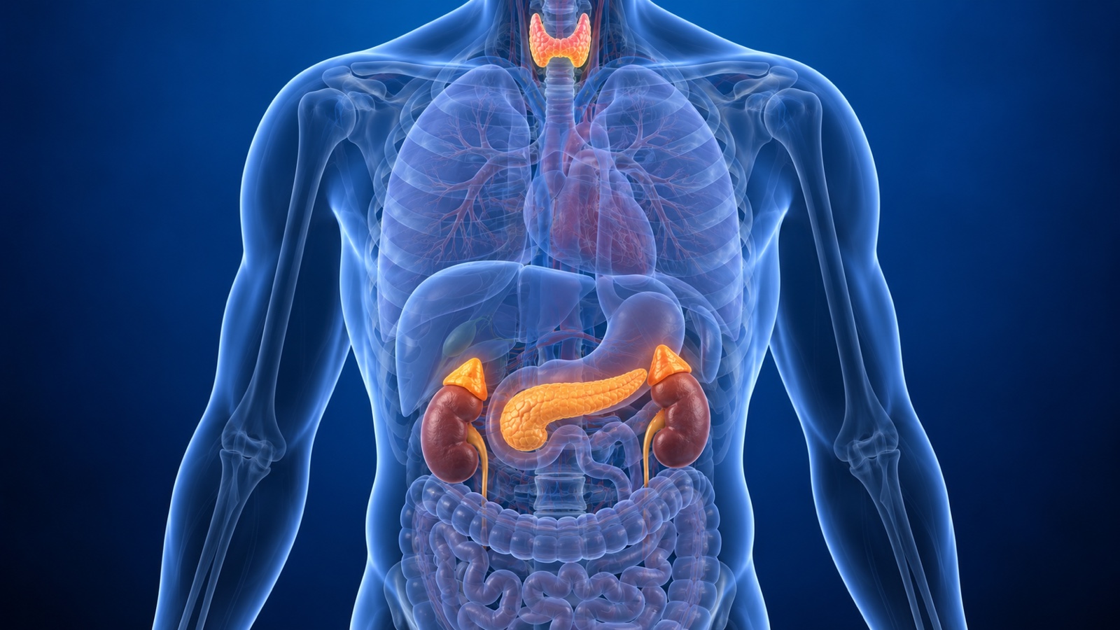 Thyroid, adrenal glands, and pancreas highlighted in a translucent headless anatomical torso