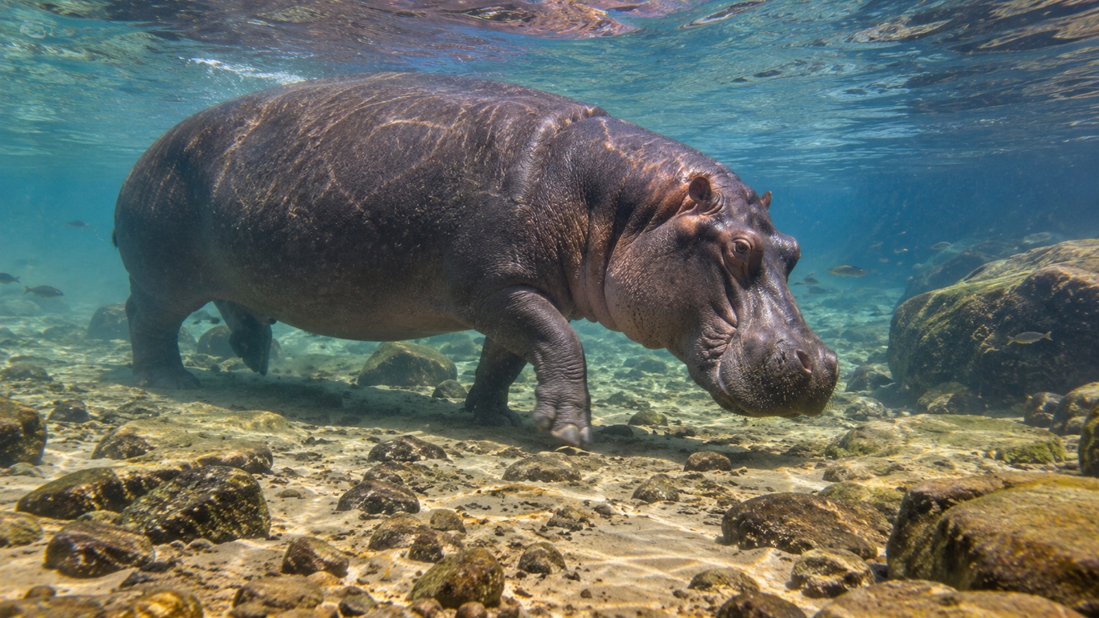 Hippopotamus walking along a shallow riverbed
