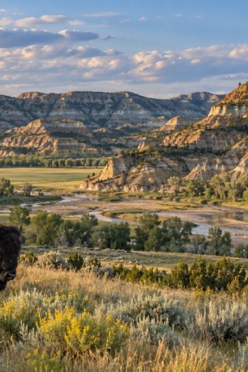 Bison among the layered North Dakota badlands