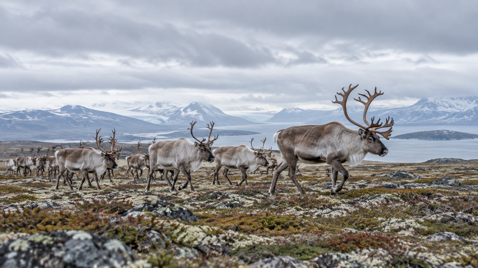 Reindeer herd moving across Arctic tundra